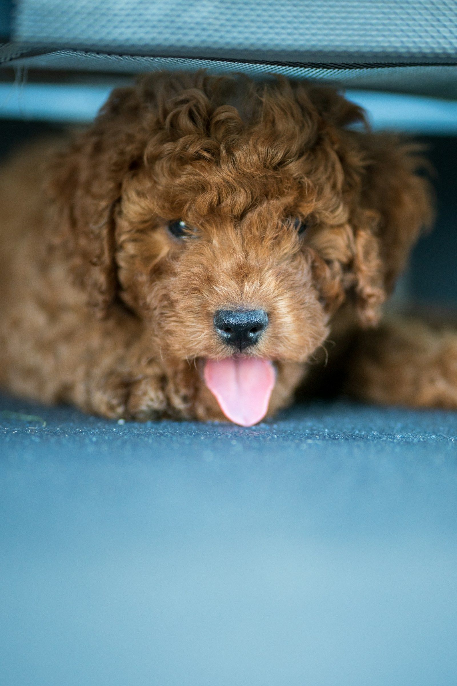 A curly brown puppy peeking out from under a travel bag